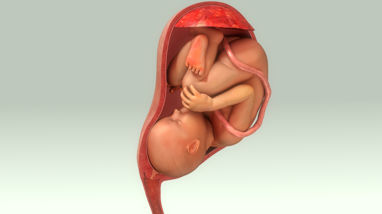 How The Placenta Attaches