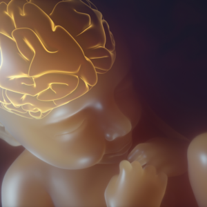 image of baby in womb with brain highlighted