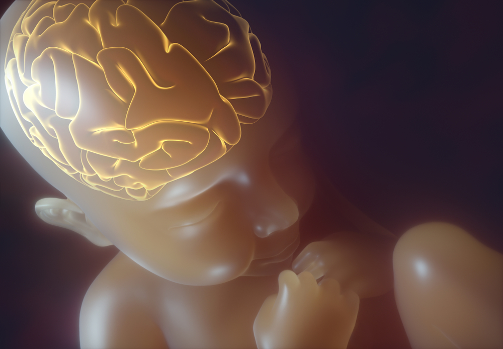 image of baby in womb with brain highlighted