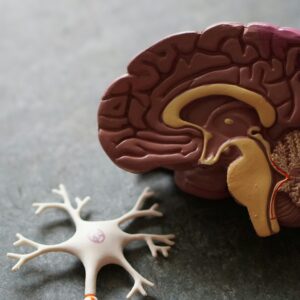 A model of the inside of a brain. An intracranial hemorrhage may impact these areas, leading to neurological deficiencies.