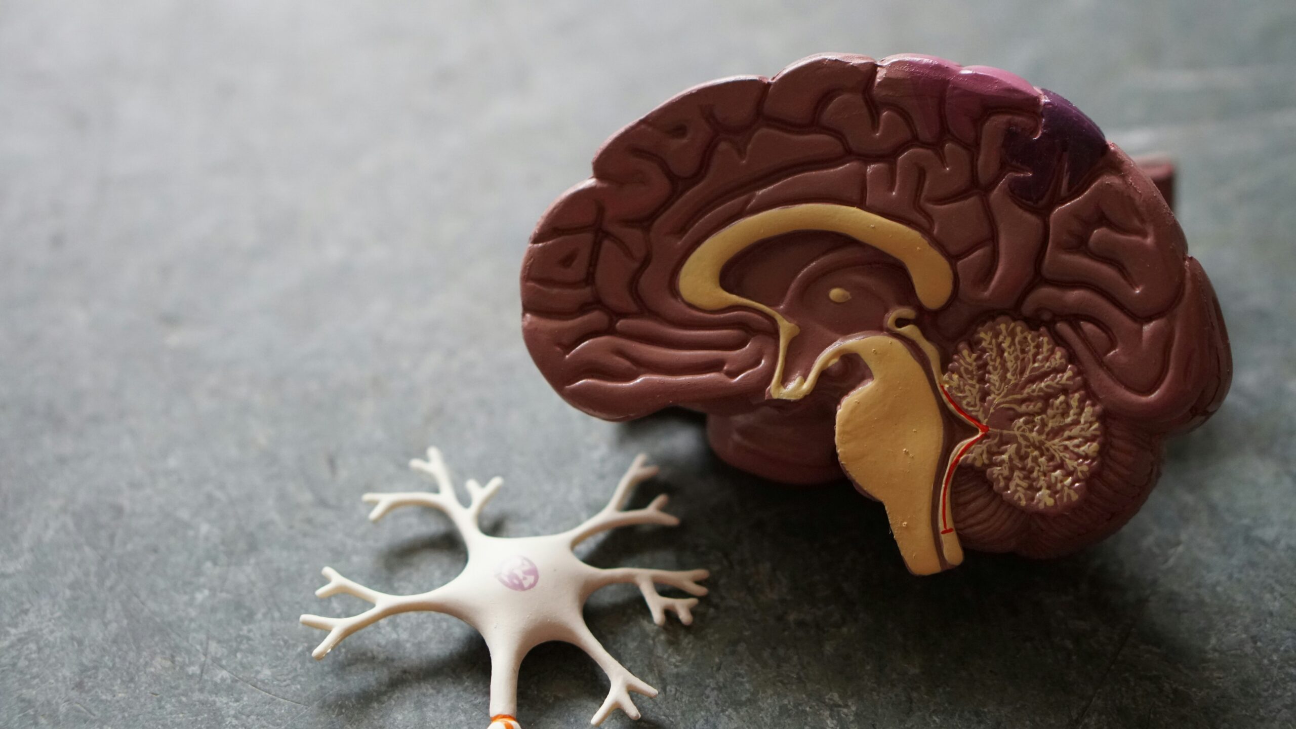 A model of the inside of a brain. An intracranial hemorrhage may impact these areas, leading to neurological deficiencies.